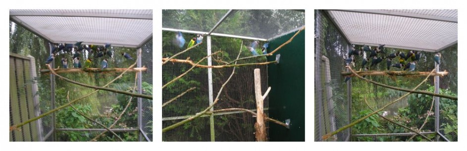 Afbeelding invoegen